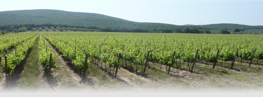 Le Stanze Di Zelinda Villa Suvereto Cameră foto